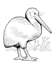 Kiwi bird coloring page - picture 6