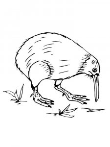 Kiwi bird coloring page - picture 7