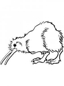 Kiwi bird coloring page - picture 8