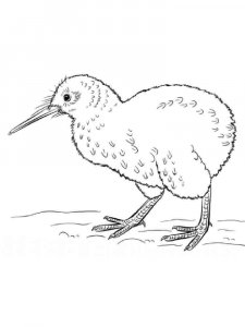 Kiwi bird coloring page - picture 9