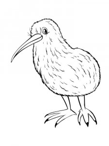 Kiwi bird coloring page - picture 11