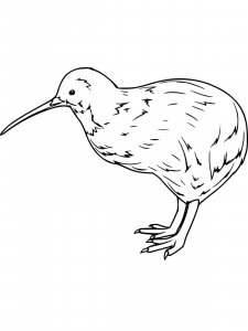 Kiwi bird coloring page - picture 13