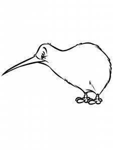 Kiwi bird coloring page - picture 14