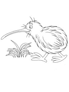Kiwi bird coloring page - picture 15