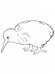 Kiwi bird coloring page - picture 16
