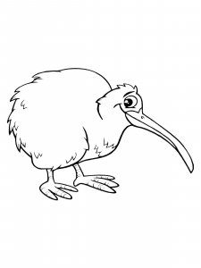 Kiwi bird coloring page - picture 17