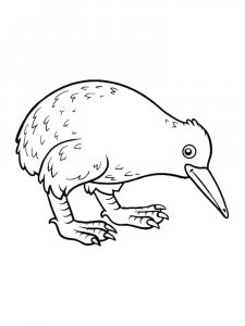 Kiwi bird coloring page - picture 18