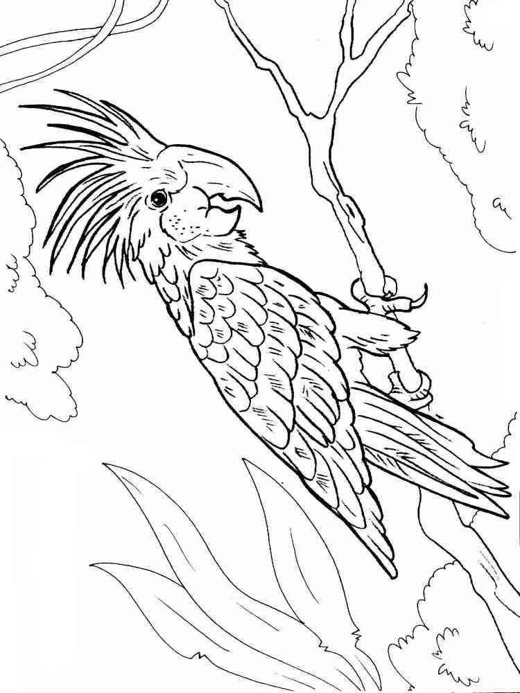 macaw coloring pages print - photo #45