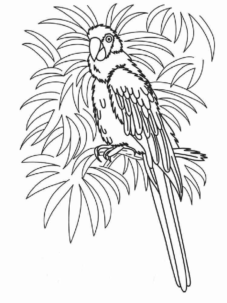 macaw coloring pages print - photo #50