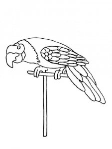 Macaw coloring page - picture 1