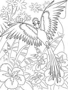 Macaw coloring page - picture 11