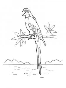 Macaw coloring page - picture 2