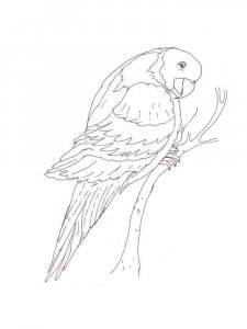 Macaw coloring page - picture 3