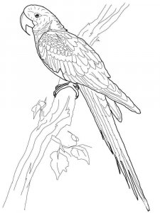 Macaw coloring page - picture 5