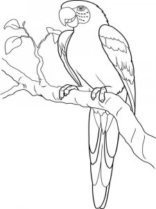 Macaw coloring page - picture 7