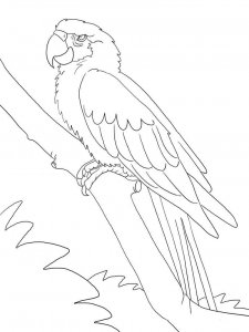 Macaw coloring page - picture 13