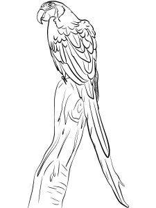 Macaw coloring page - picture 22