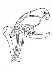 Macaw coloring page - picture 23