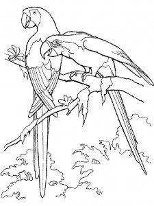 Macaw coloring page - picture 24