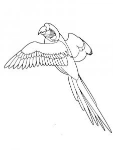 Macaw coloring page - picture 14