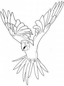 Macaw coloring page - picture 15