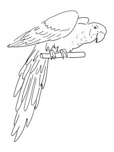 Macaw coloring page - picture 16