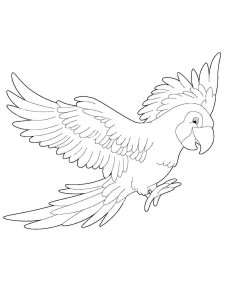 Macaw coloring page - picture 17
