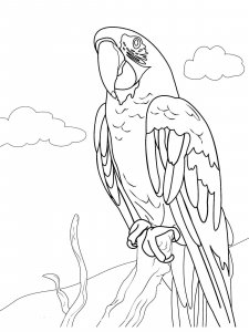 Macaw coloring page - picture 18
