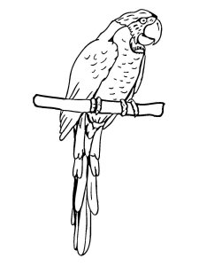Macaw coloring page - picture 19