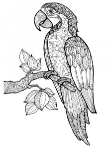 Macaw coloring page - picture 20