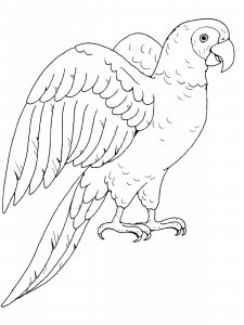 Macaw coloring page - picture 21