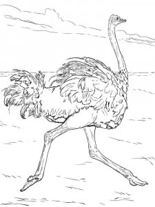 Ostrich coloring page - picture 10