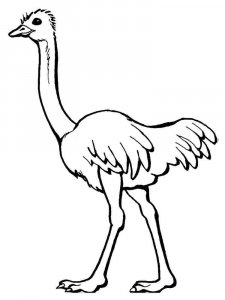 Ostrich coloring page - picture 12