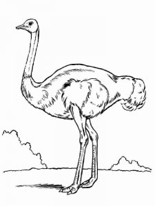 Ostrich coloring page - picture 13