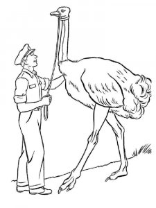 Ostrich coloring page - picture 14