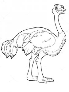 Ostrich coloring page - picture 16