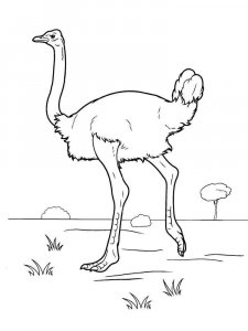 Ostrich coloring page - picture 2
