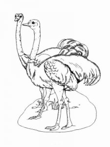 Ostrich coloring page - picture 4