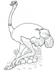 Ostrich coloring page - picture 5
