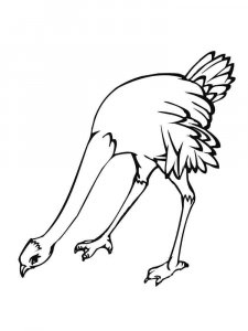 Ostrich coloring page - picture 9