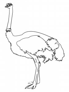 Ostrich coloring page - picture 34