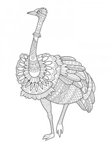 Ostrich coloring page - picture 36