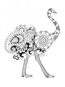 Ostrich coloring page - picture 22