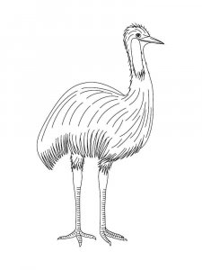 Ostrich coloring page - picture 25