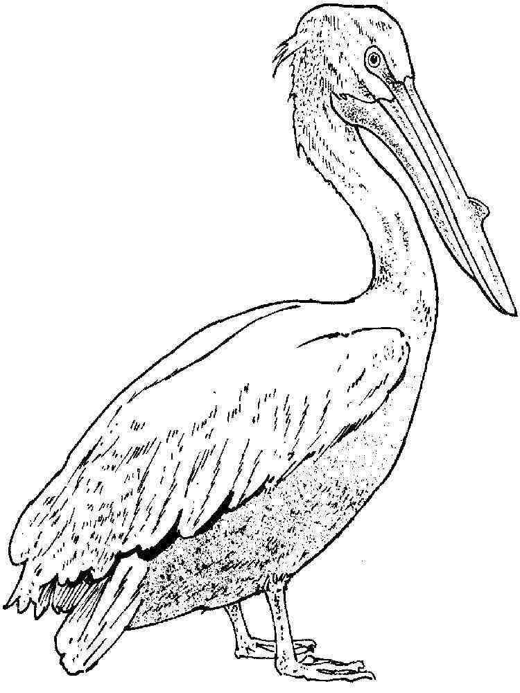 Pelican Coloring Pages Download Print Pelicans Birds 11 Real