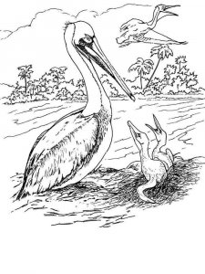 Pelican coloring page - picture 1
