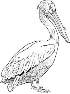 Pelican coloring page - picture 11