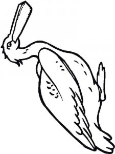 Pelican coloring page - picture 12