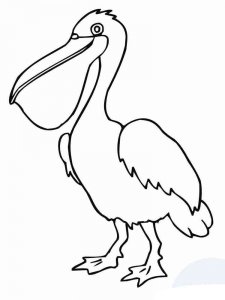 Pelican coloring page - picture 13