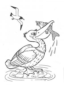 Pelican coloring page - picture 15